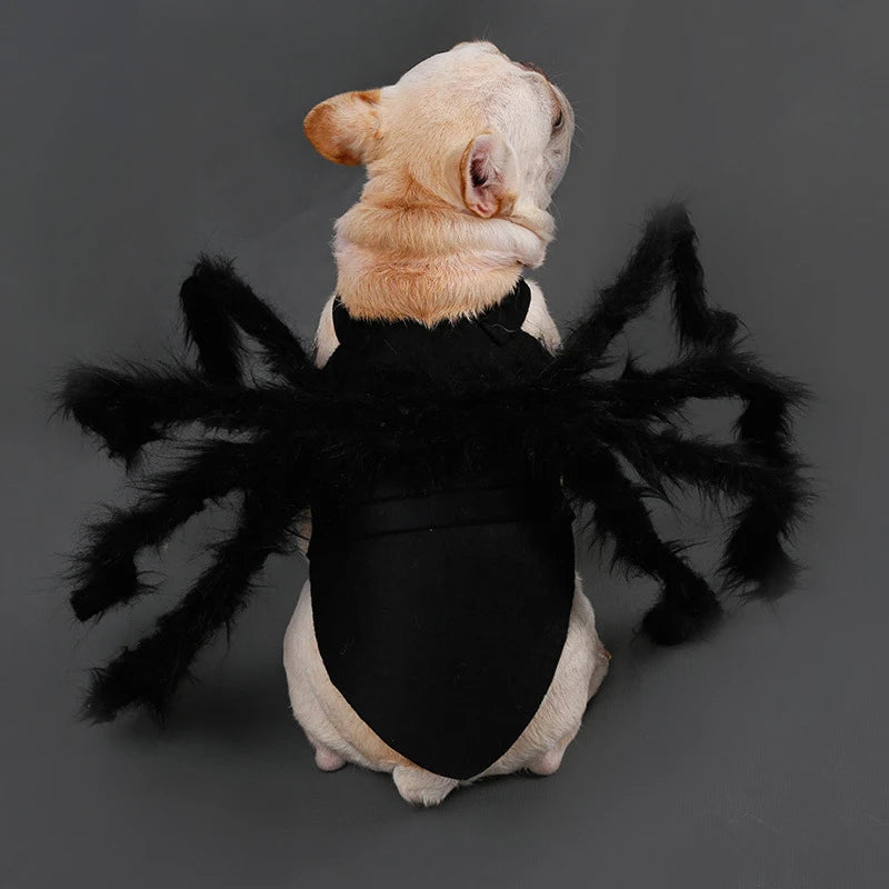 Festive Small Pet Spider Halloween Costume